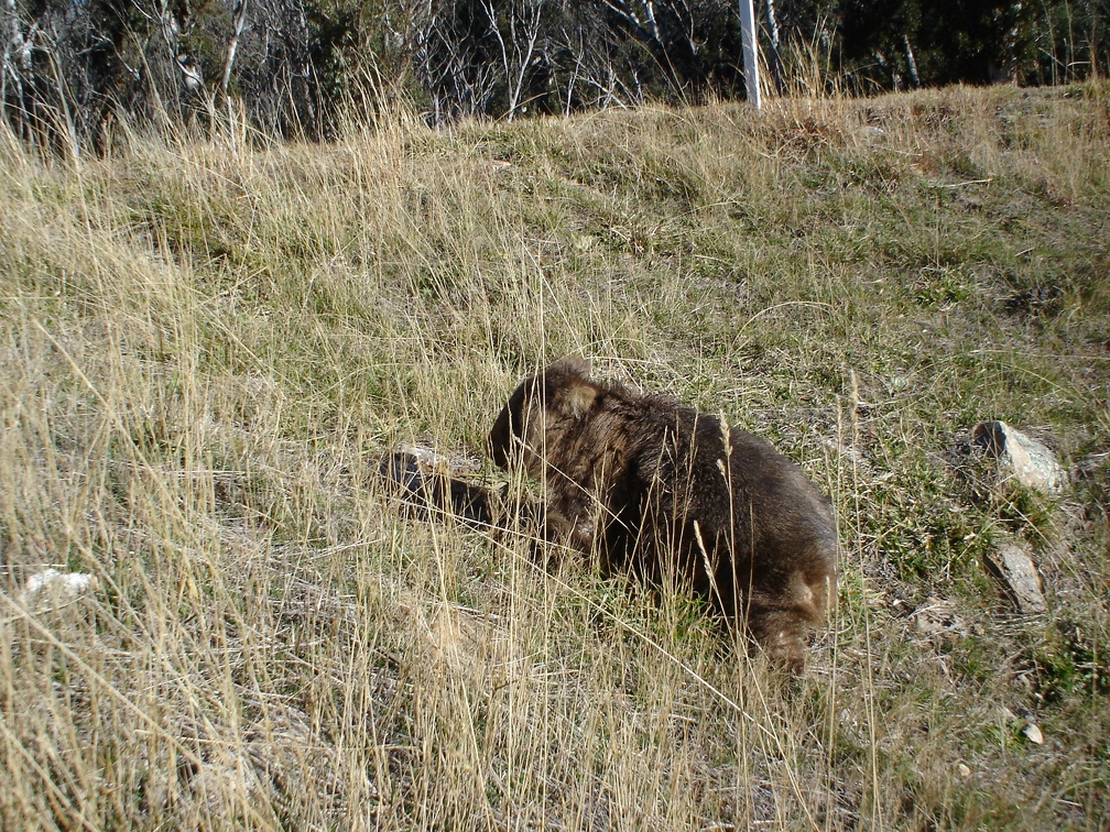 a Wombat  at Jindabyne Snowy Mountains