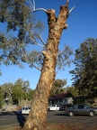 an interesting tree