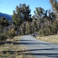 Emu on the road