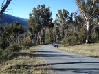 Emu on the road