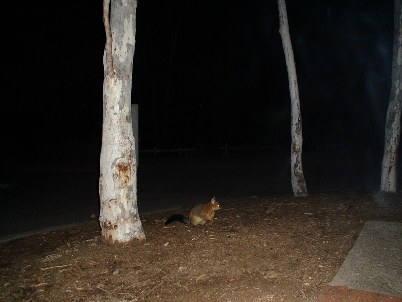 a wombat at the Canberra Campground 