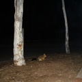 a wombat at the Canberra Campground 