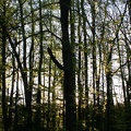 Sunlit woods at the Schwarzenberg tomb