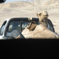 Picture 796.jpg - Lazy camel