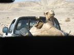 Picture 796.jpg - Lazy camel