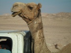 smiling camel!