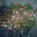 Our lovely christmas tree