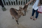 Miyajima has lots of friendly deer running about.