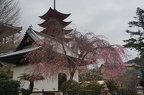 Cherry blossoms in front of the Goju-no-to (5-tiered tower) next to Itsukushima shrine.