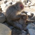 Snow monkey and baby