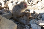 Snow monkey and baby