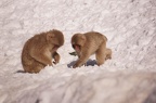 Snow monkeys looking for food