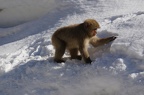 Snow monkey looking for food