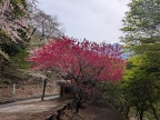 PXL_20250420_052626868