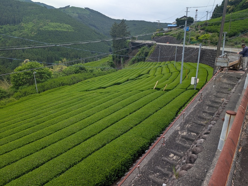 Green tea plantations on Route 362. PXL_20250511_074146877.jpg