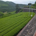 Green tea plantations on Route 362.
