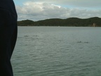 36 - Another pod of Dolphins