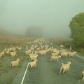 129 - A traffic jam  New Zealand style